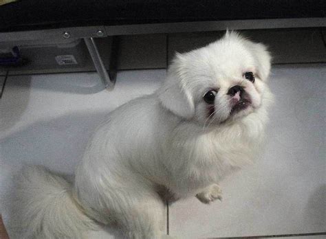 See more ideas about pekingese, pekingese grooming, pekingese puppies. Puppy Image Gallery