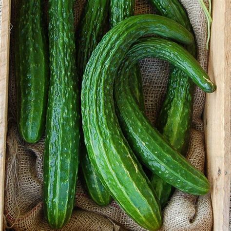 Suyo Long Cucumber Rohrer Seeds