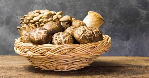 18 Popular Types of Edible Mushrooms | Nutrition Advance
