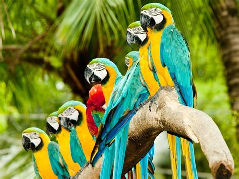 Parrots 4k Wallpapers For Your Desktop Or Mobile Screen Free And Easy