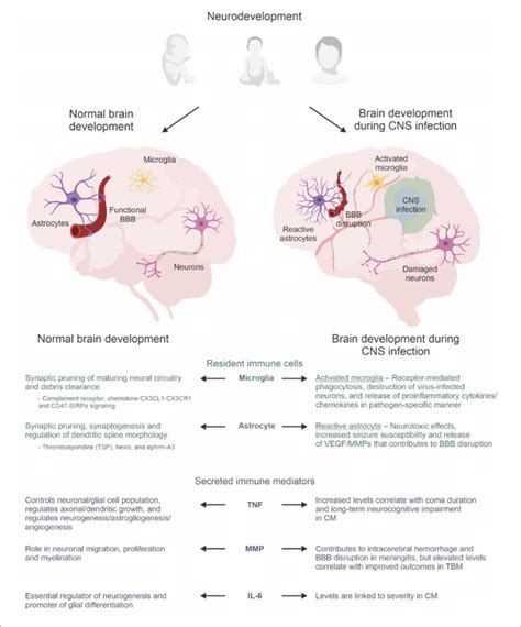 The Neuro Immune Axis In The Developing Brain Astrocytes Microglia