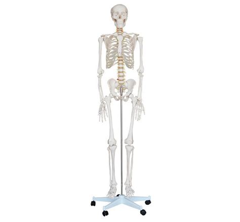 Medical Human Anatomical Skeleton Model Anatomy Model Human Torso