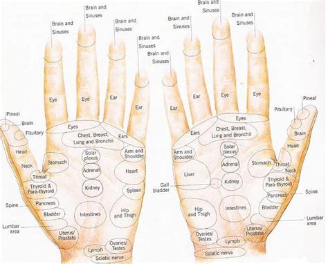 To survive and reproduce, the human body relies on major internal body organs to perform certain vital functions. Reflexology