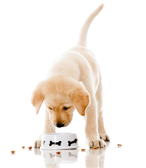 Here's everything you need to know about timelines, safety, and introducing solids to your infant is an exciting milestone. Why do dogs get sensitive stomachs? - Dogslife. Dog Breeds ...
