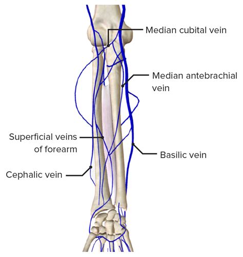 Forearm Anatomy Concise Medical Knowledge