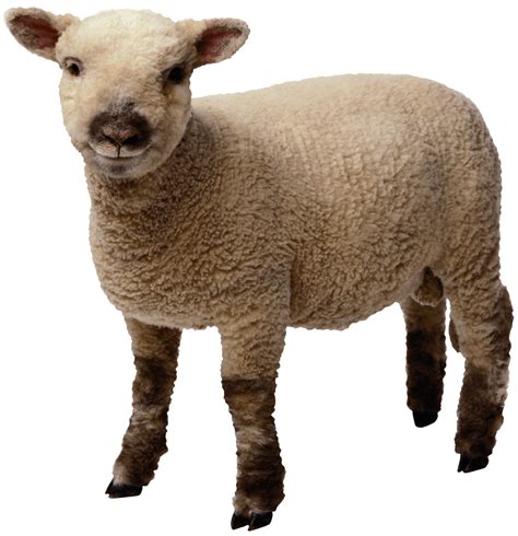 Sheep Clip Art Sheep Png Image Png Download 9891024 Free