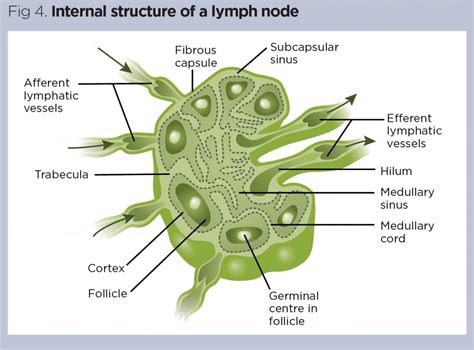 The Lymphatic System 2 Structure And Function Of The Lymphoid Organs