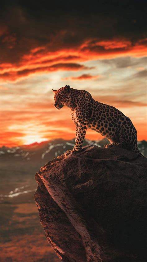 Wild Animals In Wallpapers Cute Animals