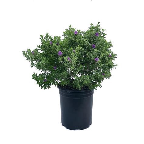 358 Gallon Purple Texas Sage Flowering Shrub In Pot L3562 In The