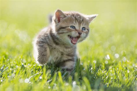 Young Funny Cat Meowing Outdoor Stock Photo Image Of Marmoreal