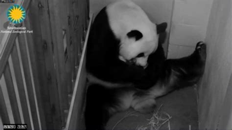National Zoos Panda Cam Falls Victim To Government Shutdown Cnet