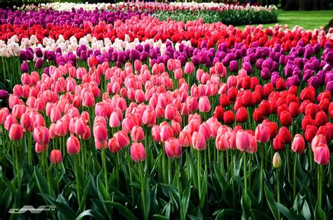 Olanda în Simboluri Laleaua Regina Florilor De Primăvară Jurnal De