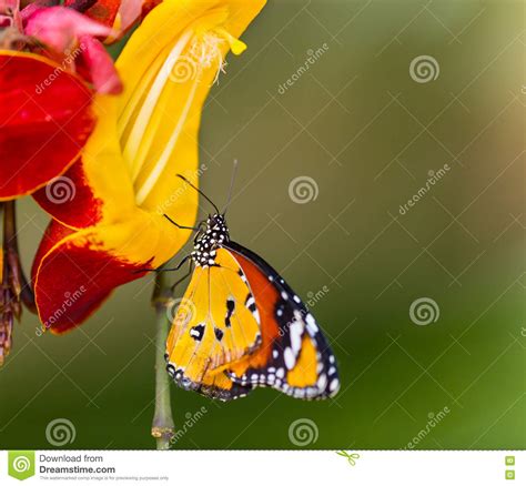 Mariposa Llana Hermosa Del Tigre Chrysippus Del Danaus Que Se