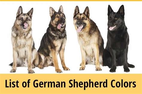 German Shepherd Colors List And Facts Zooawesome