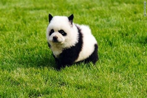 5 Dogs That Look Like Pandas ~ The Pets Planet Panda Dog Panda