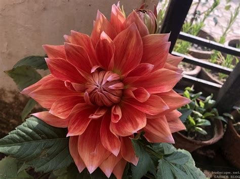 Check spelling or type a new query. Winter Flowers in India - February / Spring - Vol.1 ...