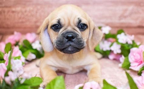 32 Popular Inspiration Funny Pictures Of Puggle Dogs