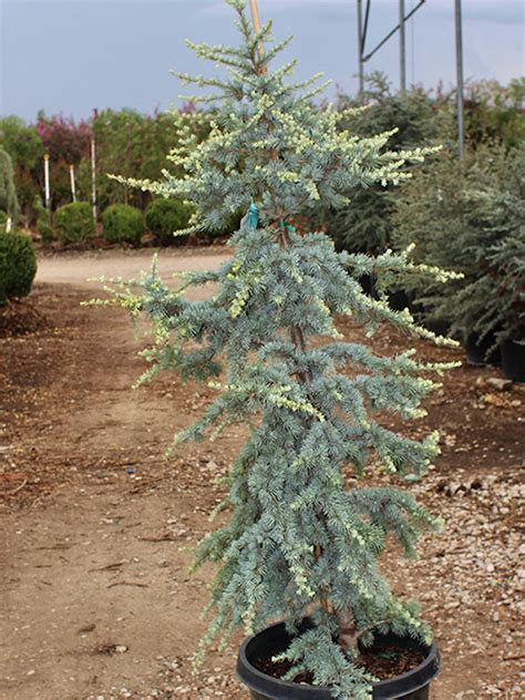 Blue Atlas Dwarf Cedar Horstmann Shade Trees Gardens To Go Dfw