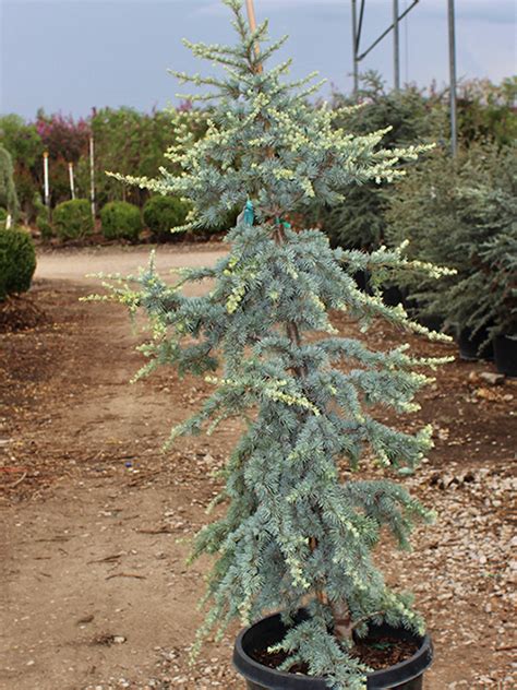 Blue Atlas Cedar