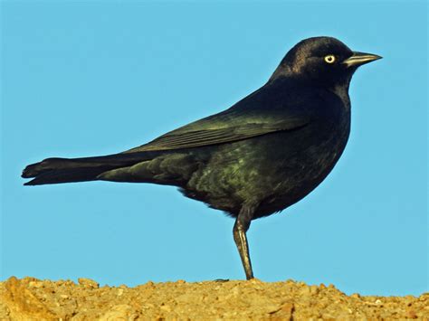Private jet, corporate and group traveling. Birds of The World: BLACKBIRDs