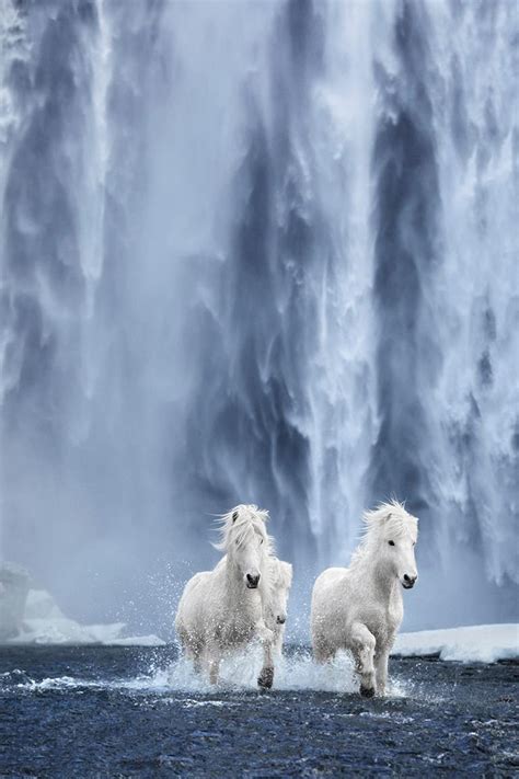 Drew Doggett White Horses Running Beneath A Waterfall In Iceland