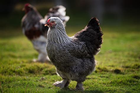 Brahma Chicken The Definitive Breed Guide Know Your Chickens