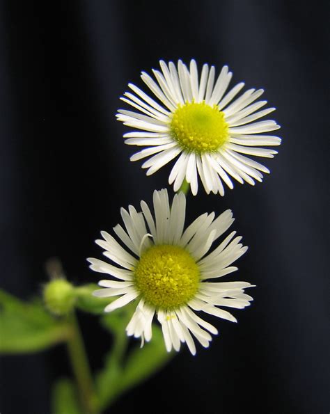These aggressive plants not only make your yard look messy, they yellow flowers mature into puffballs. Tiny weed flowers, Daisy Fleabane | Daisy Fleabane A tiny ...