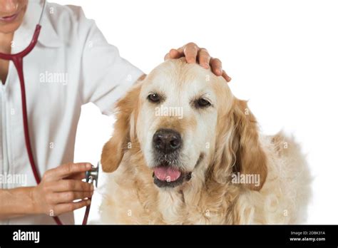 Veterinary By Listening To A Golden Retriever Dog In His Clinic Stock
