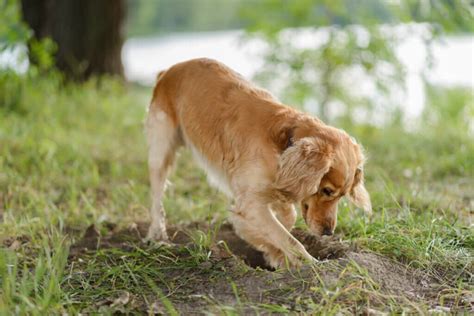 Find Out Why Dogs Bury Their Food My Animals