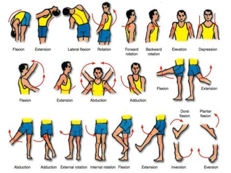 Physical Therapy Exercises Joints Movements