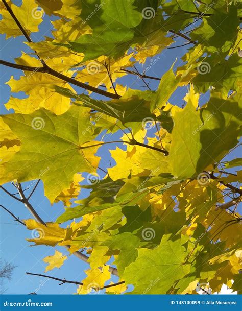 Yellow Green Leaves Of The Canadian Maple On A Tree In Autumn Against