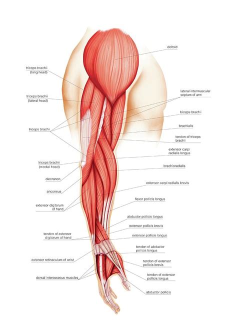 Limbs Muscular Groups Photograph By Asklepios Medical Atlas The Best