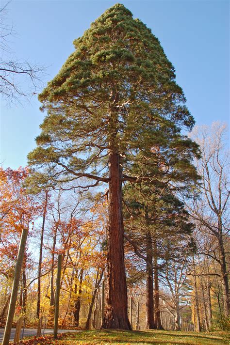 Filegiant Sequoia Sequoiadendron Giganteum Tyler Tree 2000px