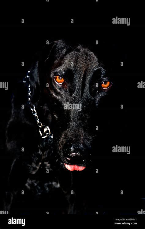 Scary Dog High Resolution Stock Photography And Images Alamy