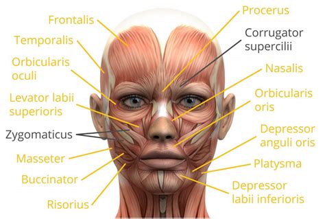 Attached to the bones of the skeletal system are about 700 named muscles that make up roughly half of a person's body weight. Facial Expression Pictures Chart & Facial Movements - iMotions
