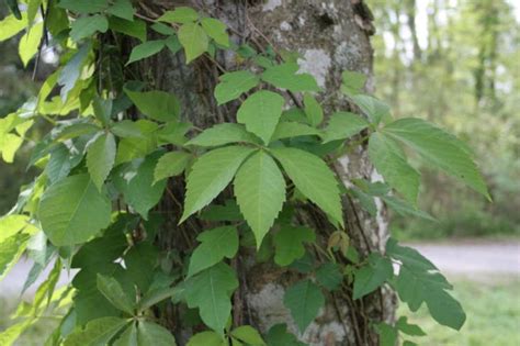 10 Things Nobody Tells You About Poison Ivy