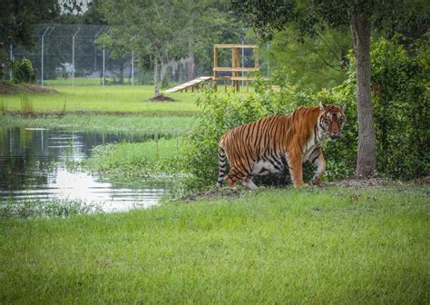 Check spelling or type a new query. Big Cat Rescue: Florida's wildlife sanctuary for big cats