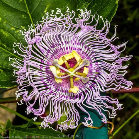 Most Amazing An Unique Flowers All Over The World