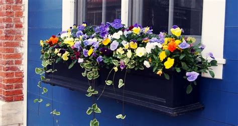 Growing flowers in a window box is a great way to brighten up the front of your home. Window Boxes | Tips and Advice - New England Today