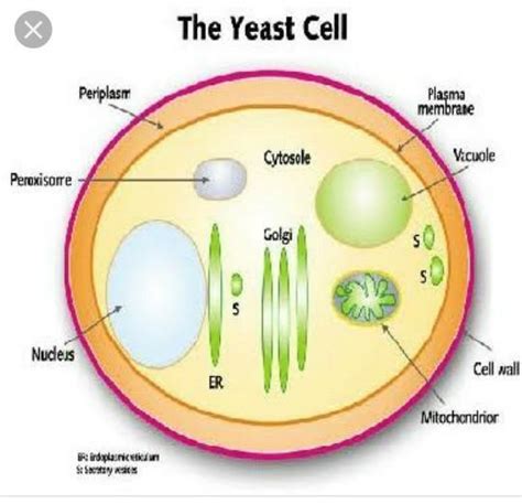 Draw And Label An Yeast Cell