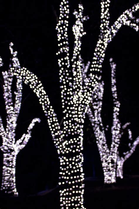Illuminated Trees Photograph By Amy Sorvillo Fine Art America