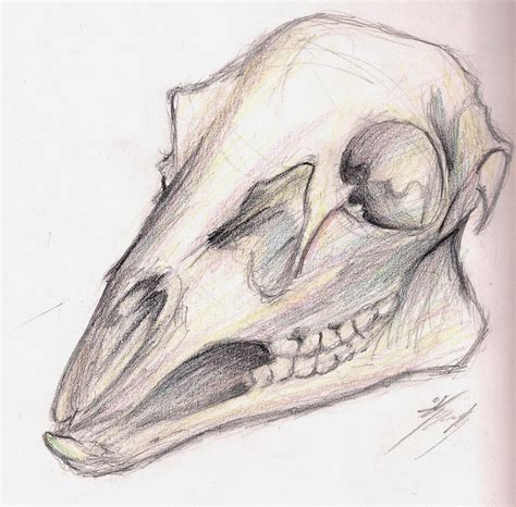 Deer Skull Sketch By Rainydaysunflower On Deviantart