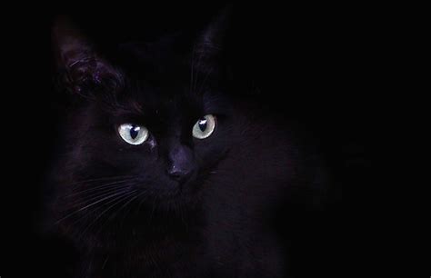 How Dangerous Is Halloween For Black Cats Petful