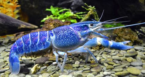 Crayfish are small freshwater lobsters, so similar to lobsters as positive identification can be difficult. Keeping Freshwater Aquarium Crayfish: The Complete Guide