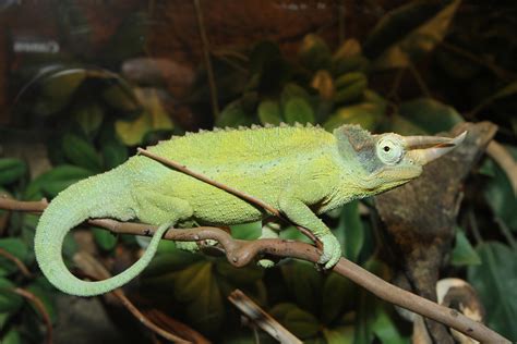 Dwarf Jacksons Chameleons Abdragons