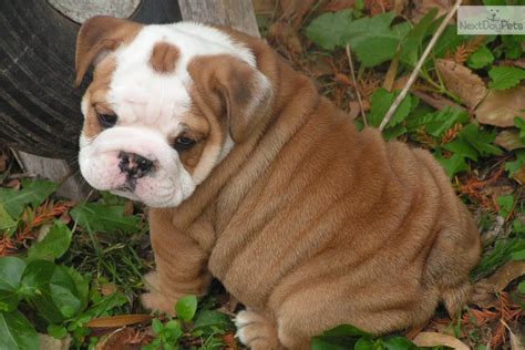 English Bulldog Puppies Photograph Cute English Bulldog Puppy For S