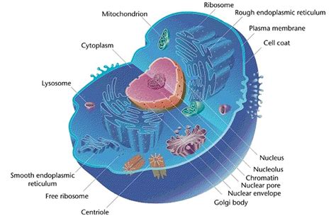 Difference Between Cytoplasm And Nucleoplasm Definition Physical