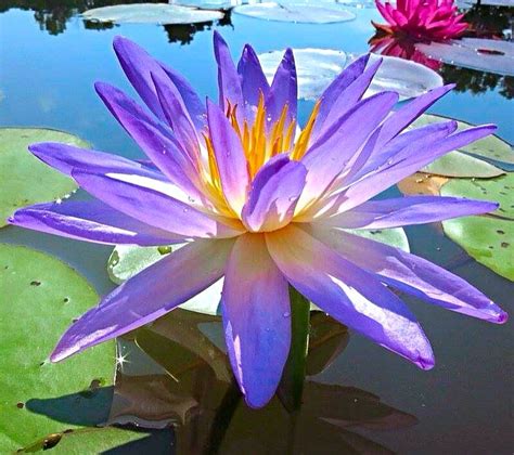 Hxt Blue Tropical Water Lily Water Lilies Water Garden Pond Plants