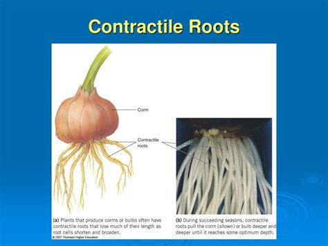 Ppt Plant Organs Roots Powerpoint Presentation Free Download Id