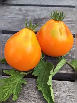 Sorten Orangene Tomatensamen Samenfest Ab
